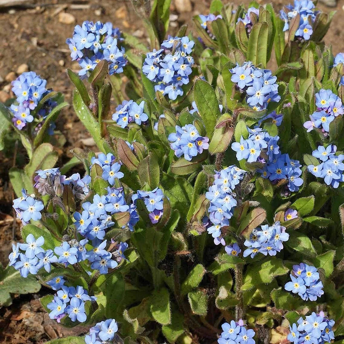 Forget Me Not – Colorful Wildflower Garden Seeds