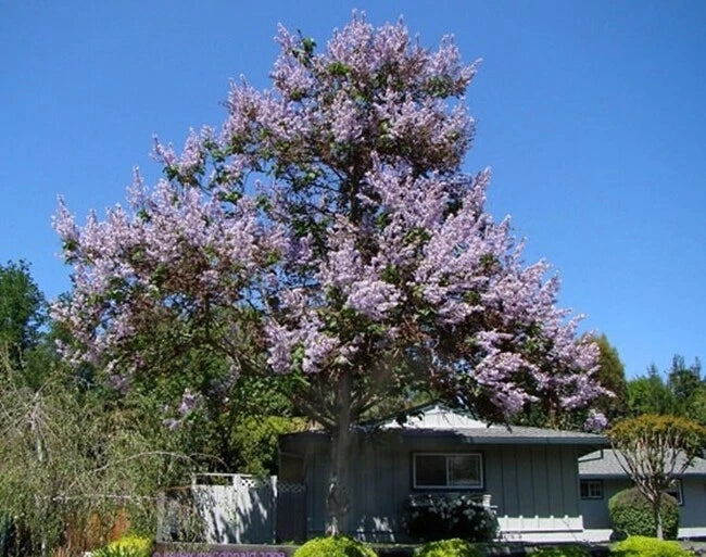 Princess Tree Paulownia Fortunei – Flowering Garden Tree Seeds
