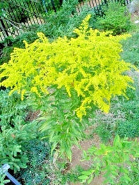Goldenrod Solidago Sp Tall Yellow Bloom Flower Seeds
