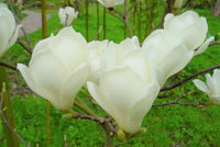 Magnolia Denudata – Yulan Jade Lily Tree Seeds