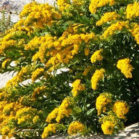 Canada Goldenrod Solidago Canadensis – Hardy Wildflower Garden Seeds