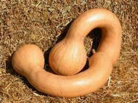 Dutch Crookneck Pumpkin – Winter Squash Vegetable Seeds