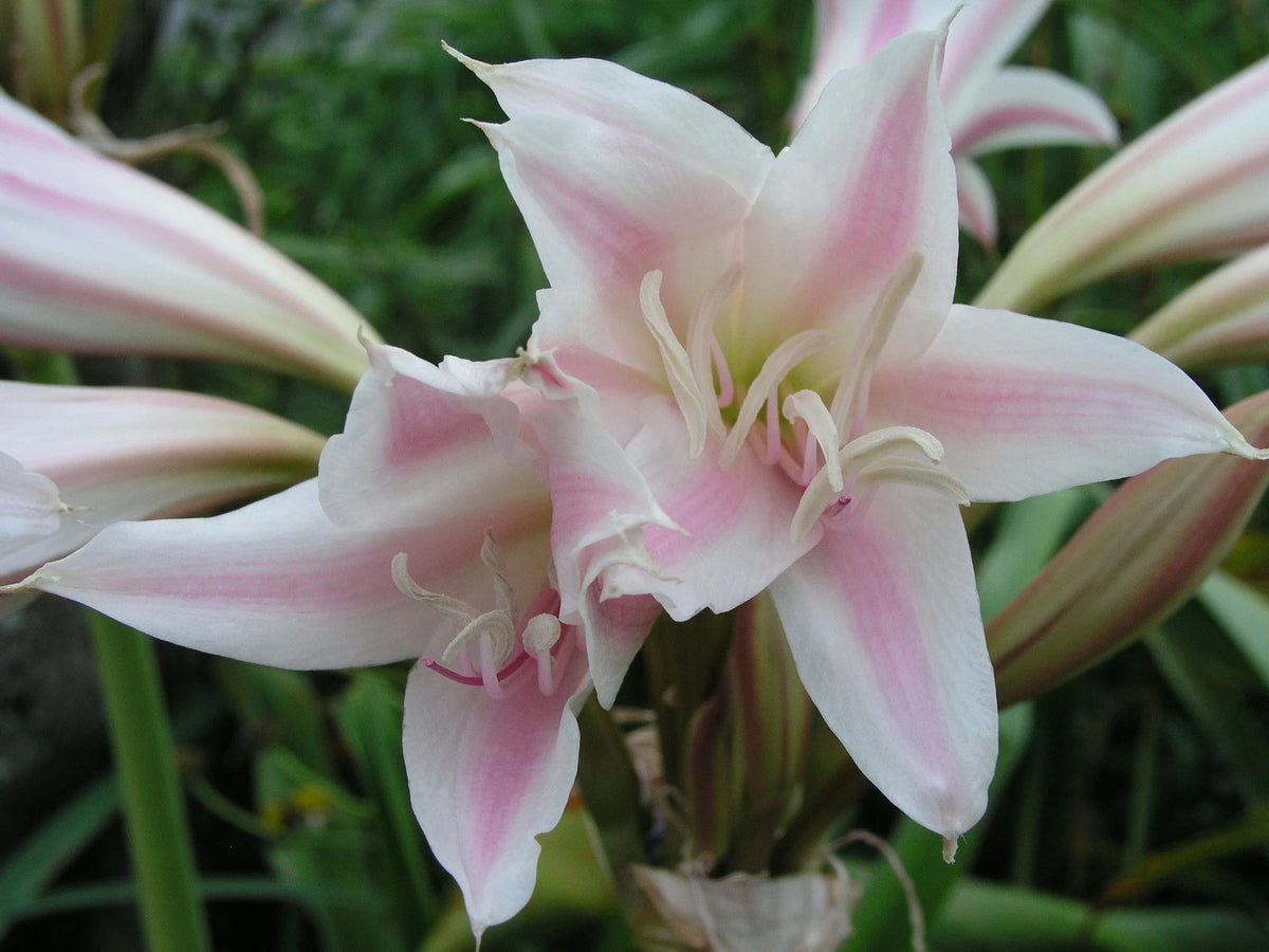 Crinum Lily Goweni – Garden Flower Seeds