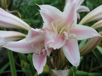Crinum Lily Goweni – Garden Flower Seeds
