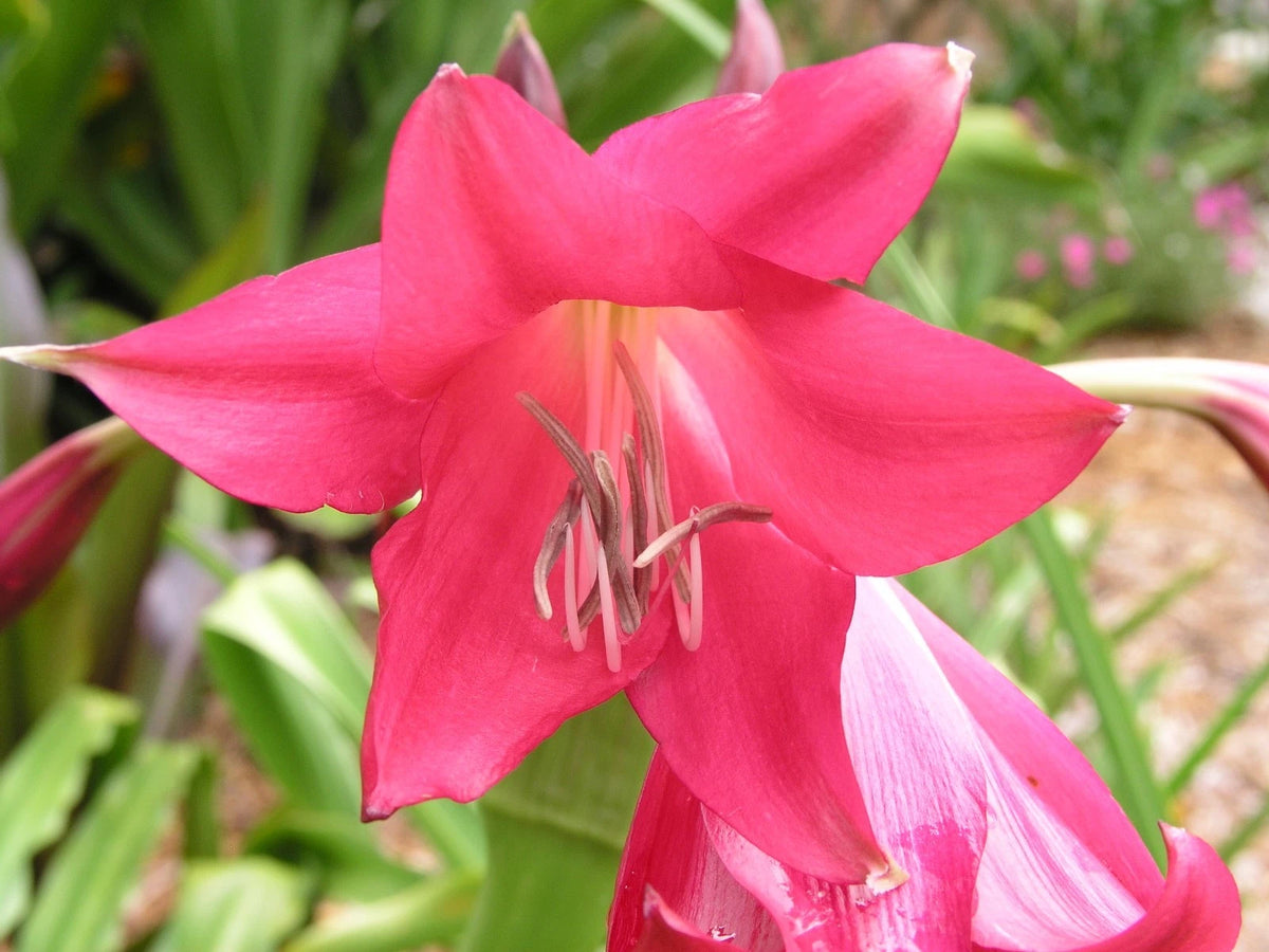 Crinum Lily Code Red Medium-size Bulb - Flower Seeds