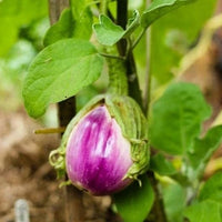 Rosa Bianca Eggplant Seeds Heirloom Non GMO Solanum Melongena
