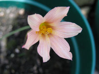 Rain Lily Habranthus Tubispathus Rose Seasonal Flower Bulbs