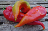 Ajvarsky Pepper – Thick-Walled Heirloom Vegetable Garden Seeds