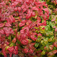 Nandina Domestica Heavenly Bamboo – Evergreen Shrub Seeds