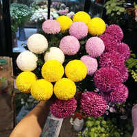 Chrysanthemum Red Pink White – Garden Flower Seeds