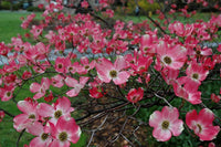 Pink Flowering Dogwood Cornus Florida Rubra – Cold Hardy Tree Seeds