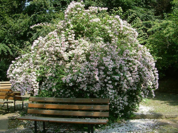 Kolkwitzia Amabilis – Cold Hardy Flowering Shrub Seeds