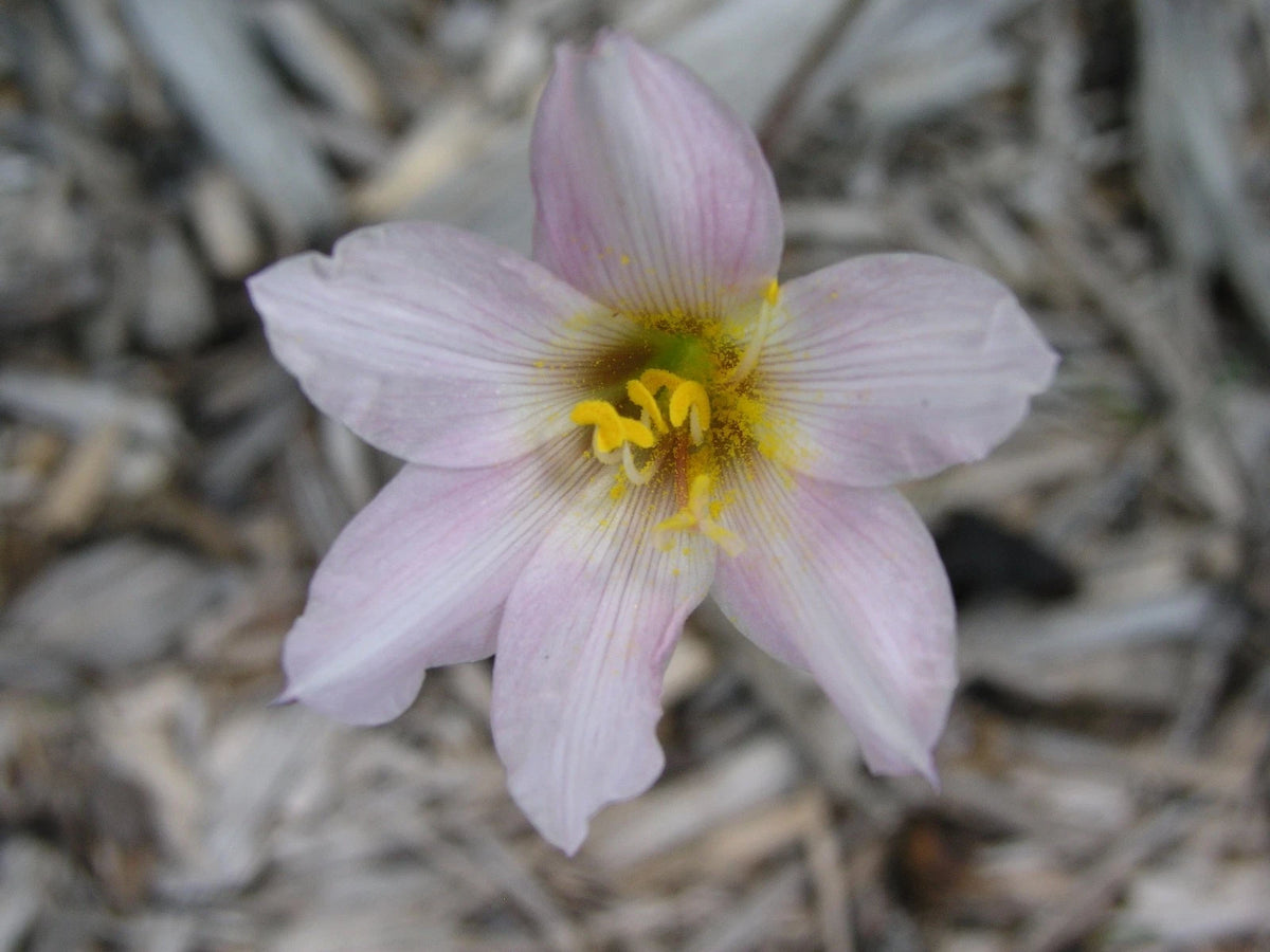 Rain Lily Habranthus Tubispathus – Rose Seasonal Flower Bulbs