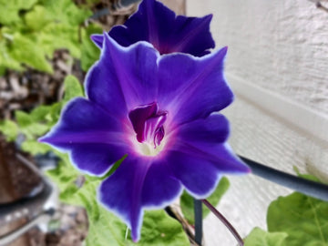 Morning Glory Blue Picotee Climbing Flower Seeds