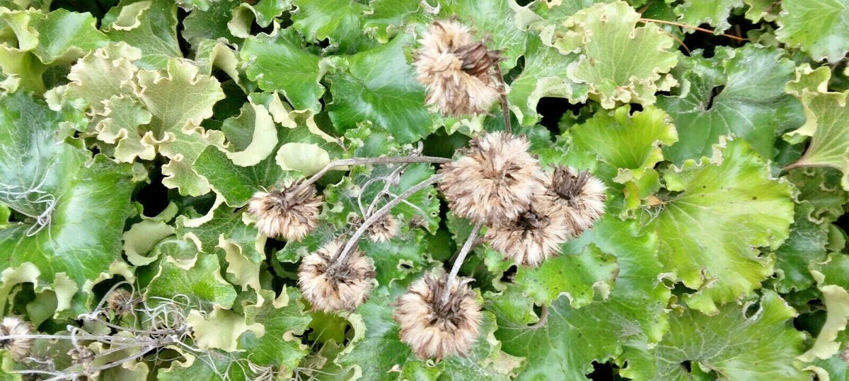 Crested Ligularia Farfugium Japonicum – Ornamental Perennial Flower Seeds