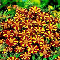 Jolly Jester Marigold – Colorful Garden Flower Seeds