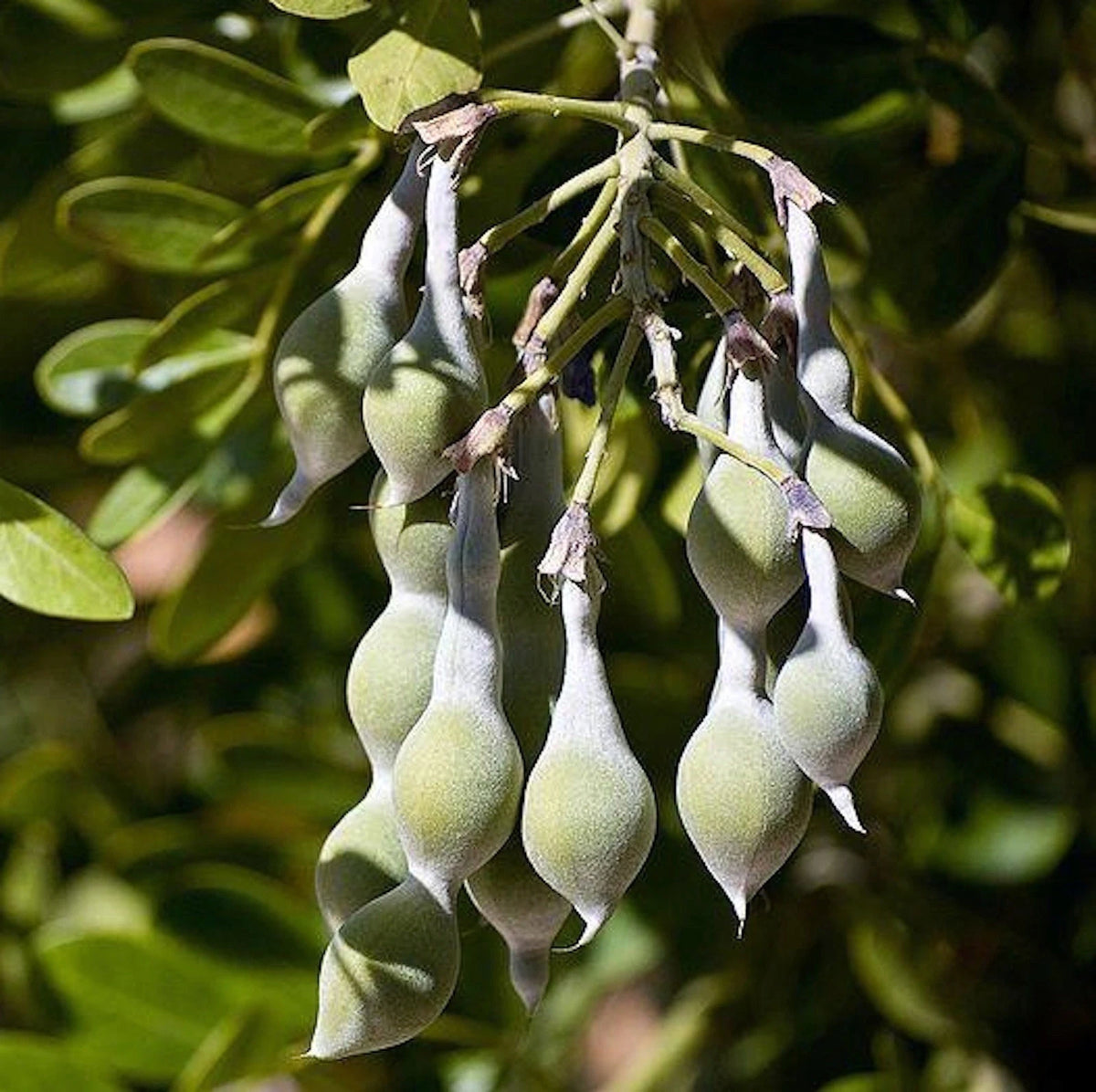 Tx Mountain Laurel, Dermatophyllum(Sophora) – Flower Seeds
