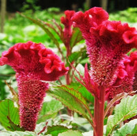 Celosia Cristata – Mixed Cockscomb Garden Flower Seeds