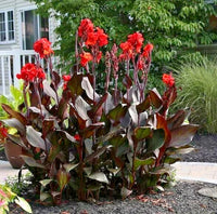 Purple Leaf Canna Orange Flowering Garden Flower Seeds