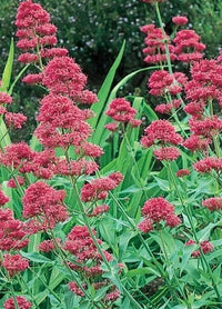 Valerian Centranthus Ruber Pink Betty Perennial Flower Seeds