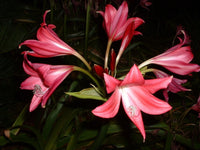 Crinum Lily Magenta Lady Medium-size Bulb - Flower Seeds