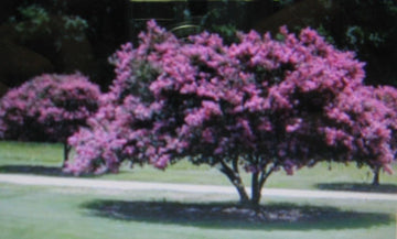 Crepe Myrtle Lagerstroemia Showy Flowering Tree Seeds
