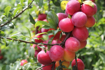 Plum Fruit Tree Seeds For Planting Prunus America Made In Usa Ships From Iowa