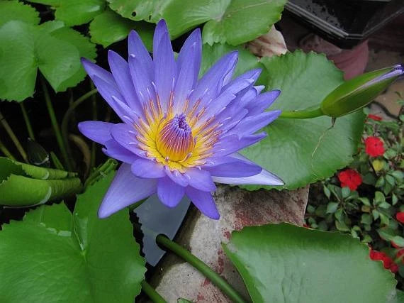 Nymphaea Nouchali Fragrant Blue Water Lily Seeds