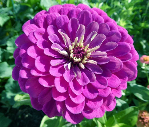 Zinnia Purple Prince Zinnia Elegans – Colorful Garden Flower Seeds