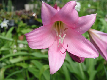 Crinum Lily Cecil Houdyshel Small-size Bulb - Flower Seeds
