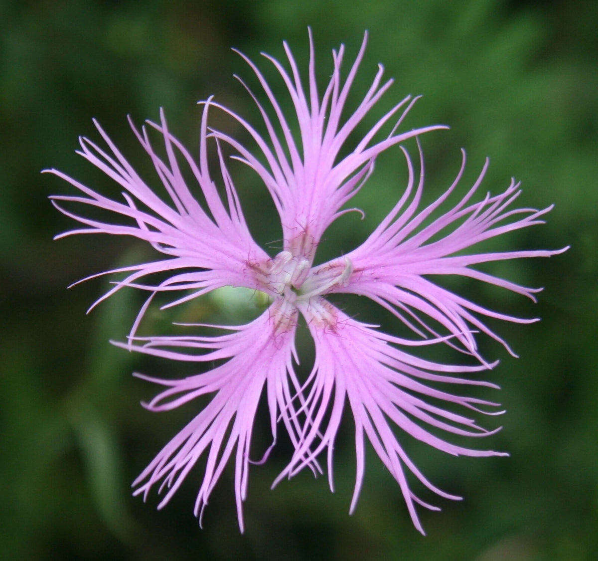 Dianthus Superbus Fragrant Fringed Pink – Flower Seeds Fragrant – Product Image