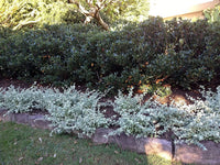Silver Saltbush Seeds For Planting Great Landscape Bush Made In Usa – Garden Flower Seeds