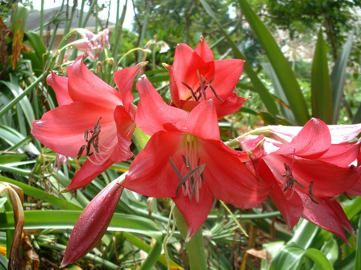 Crinum Lily Ellen – Garden Flower Seeds