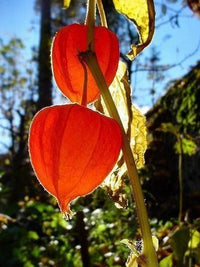 Chinese Lantern Physalis – Garden Flower Seeds
