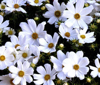 Cosmos Purity Cosmos Bipinnatus – Elegant Garden Flower Seeds
