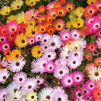 Mixed Ice Plant – Colorful Wildflower Garden Seeds