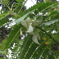 Sesbania Grandiflora White – Hummingbird Attracting Tree Seeds