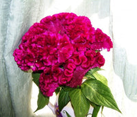 Pink Cockscomb Celosia Cristata – Colorful Flower Garden Seeds