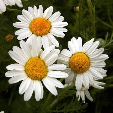 Roman Chamomile – Fragrant Wildflower Herb Seeds