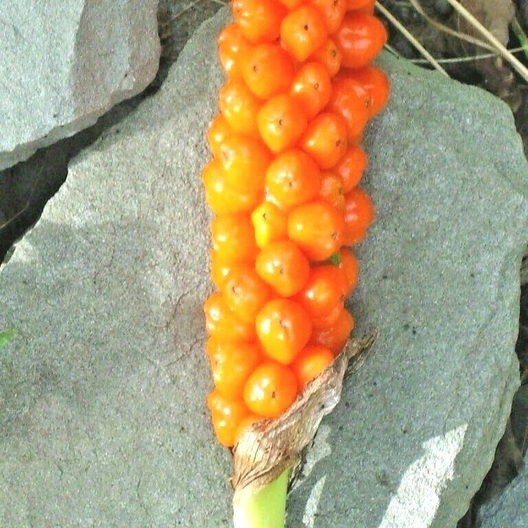 Italian Arum Arum Italicum Hardy Perennial Flower Seeds