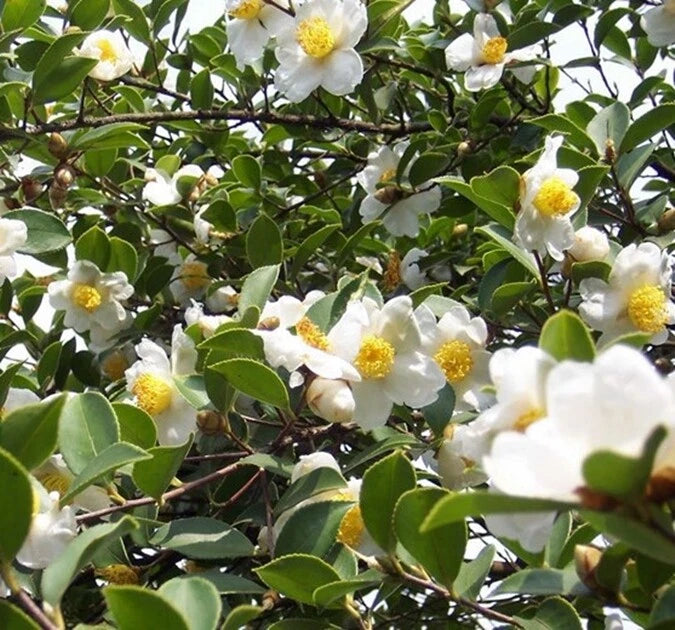 Camellia Oleifera Fragrant Edible Tea Oil Shrub Seeds