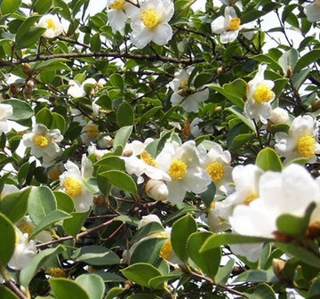 Camellia Oleifera Fragrant Edible Tea Oil Shrub Seeds