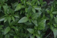 Thai Basil Seeds – Garden Herb Seeds
