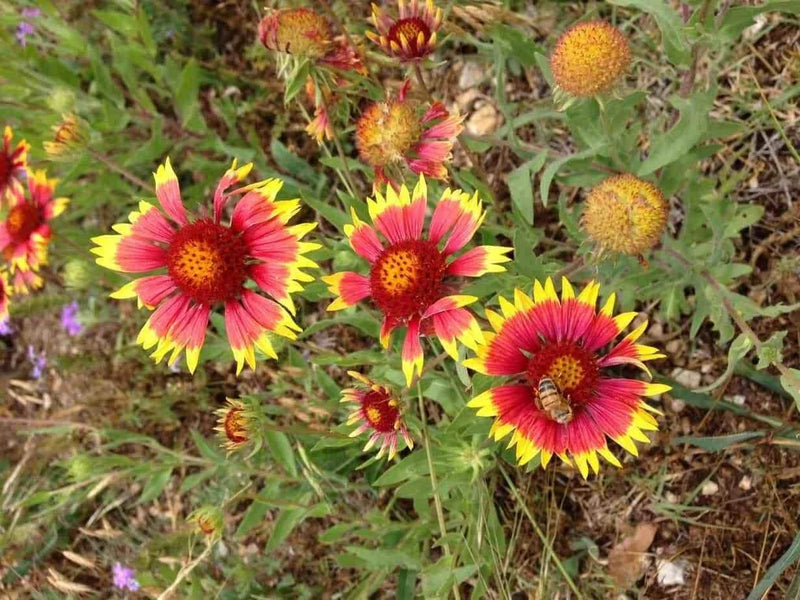 Blanket Flower Gaillardia – Colorful Flower Seeds for Garden
