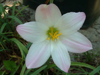 Rain Lily Habranthus Robustus Zephyranthes