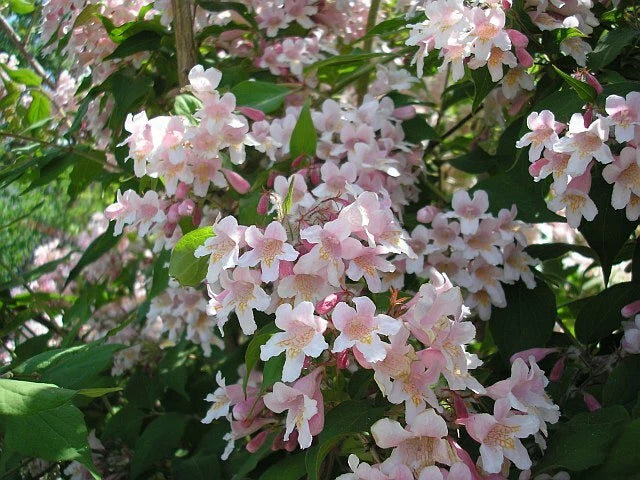 Kolkwitzia Amabilis – Cold Hardy Flowering Beauty Bush Seeds