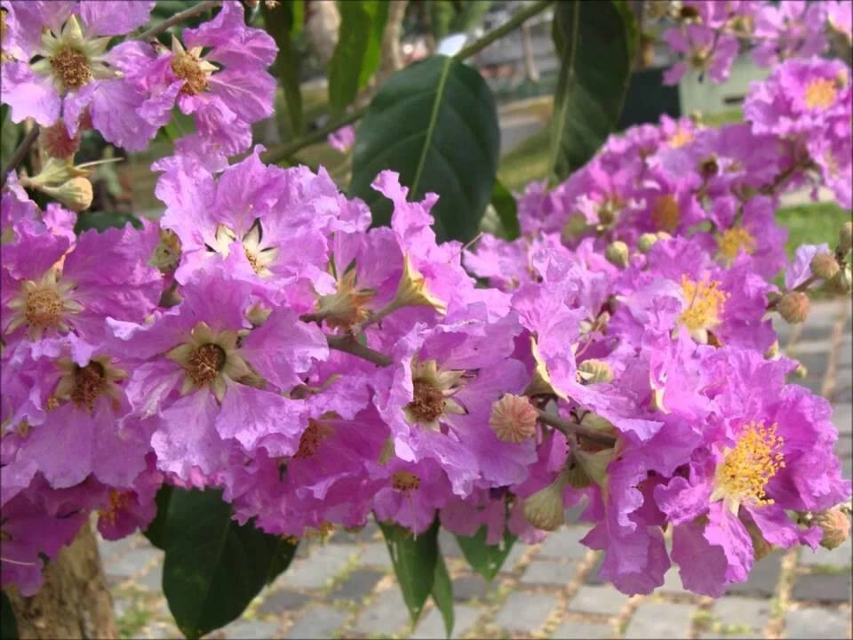 Lagerstroemia Speciosa Flos Reginae – Queens Crape Myrtle Tree Seeds
