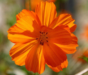 Cosmos Sulphur Orange Dwarf Cosmos Sulphureus – Colorful Garden Flower Seeds
