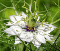Love In A Mist Jewels Mix Nigella Damascena – Colorful Wildflower Seeds