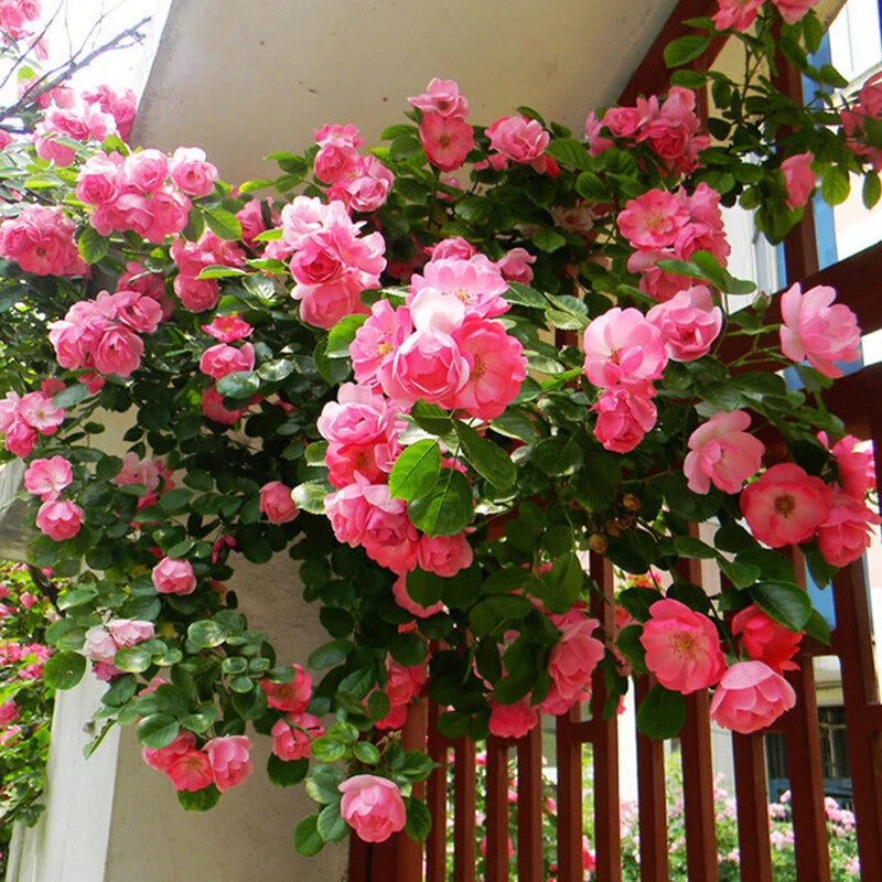 Climbing Rose – Perennial Trellis Flower Bush Seeds